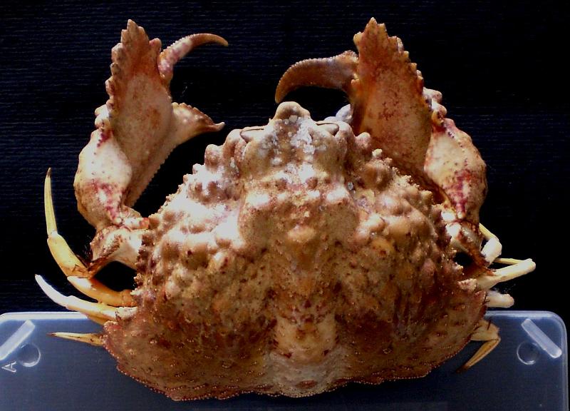 Calappa gallus T.F.C. male dorsal view.jpg